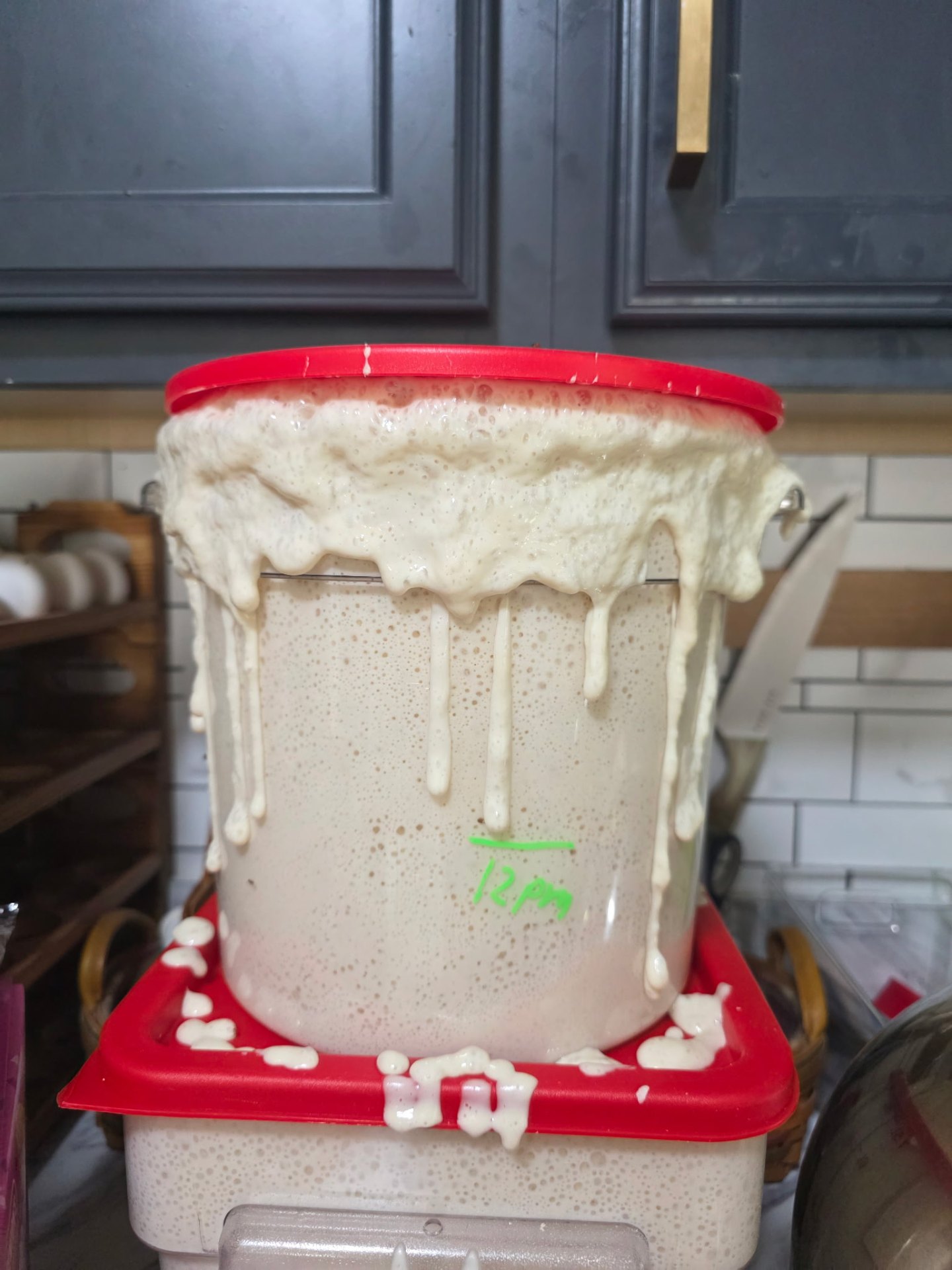 Gertrude, Broke'N Bored's real sourdough starter, overflowing from her container
